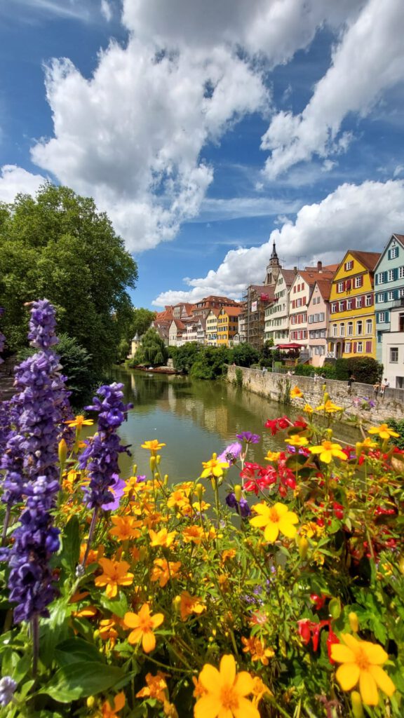 Blumen am Neckar in Tübingen. Im Hintergrund die die Häuserfassaden der Altstadt zu sehen